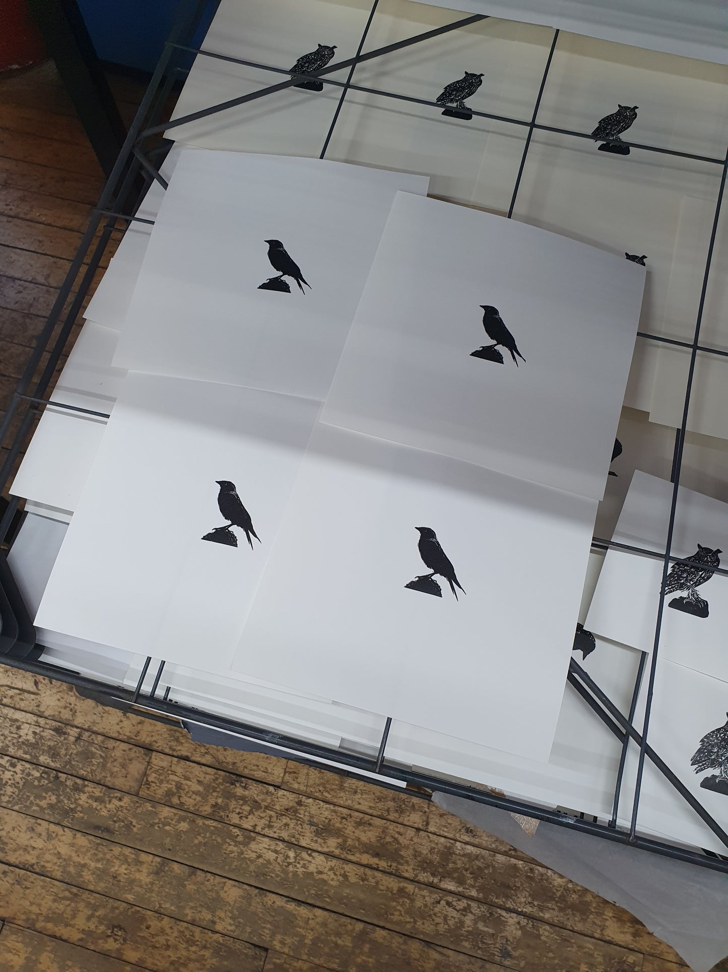 Jackdaw Print