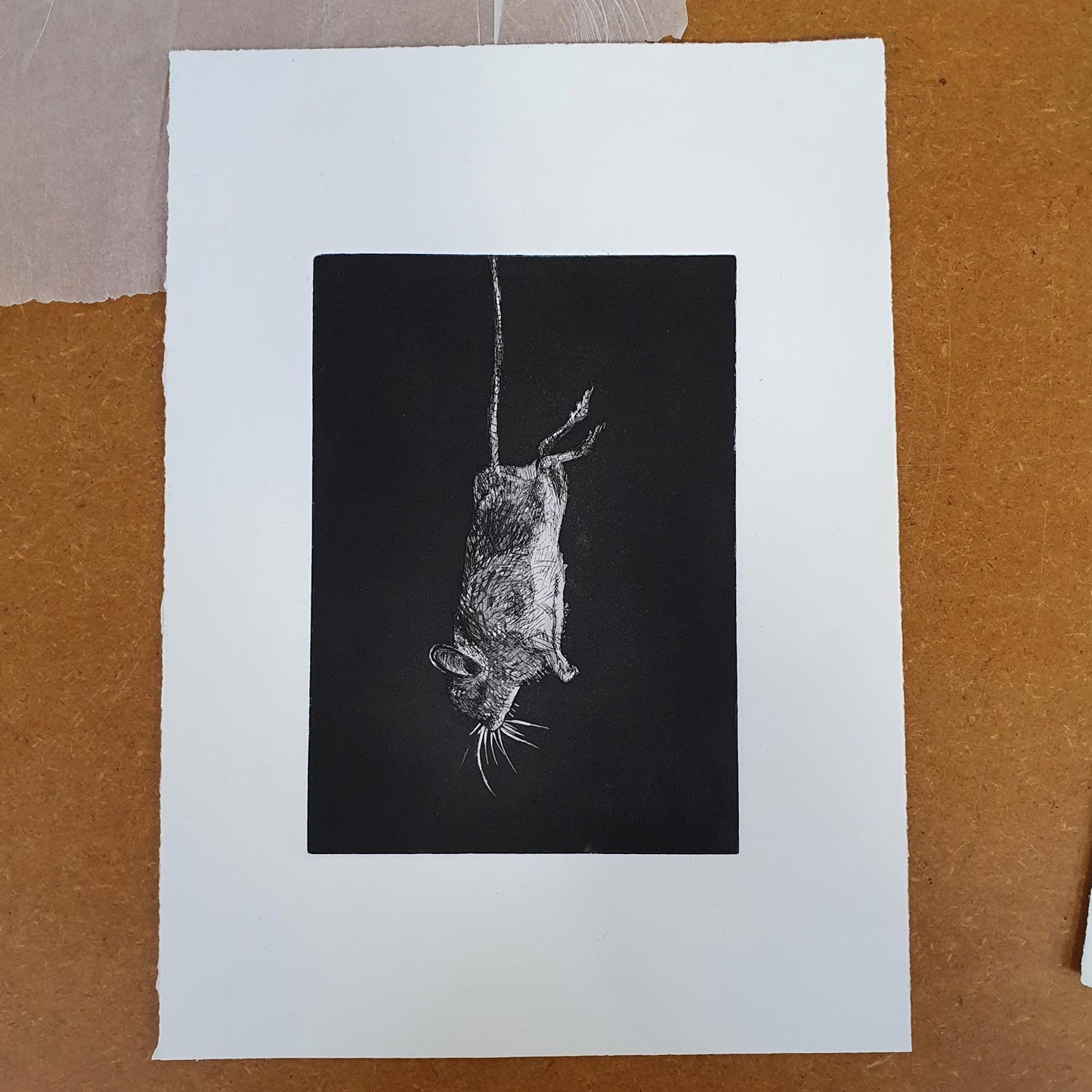Captus etching intaglio original art print of a mouse by Fiona Hamilton.