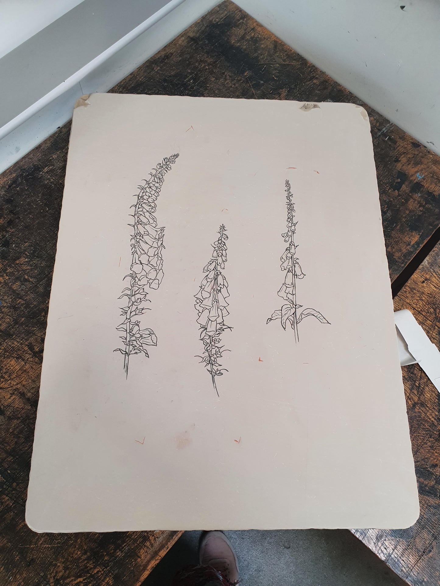Foxgloves Print