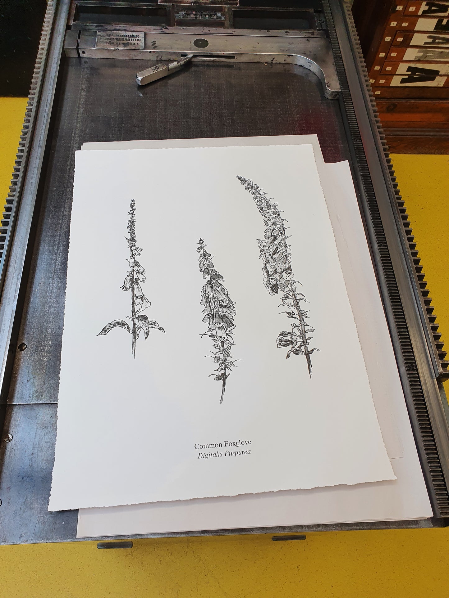Foxgloves Print