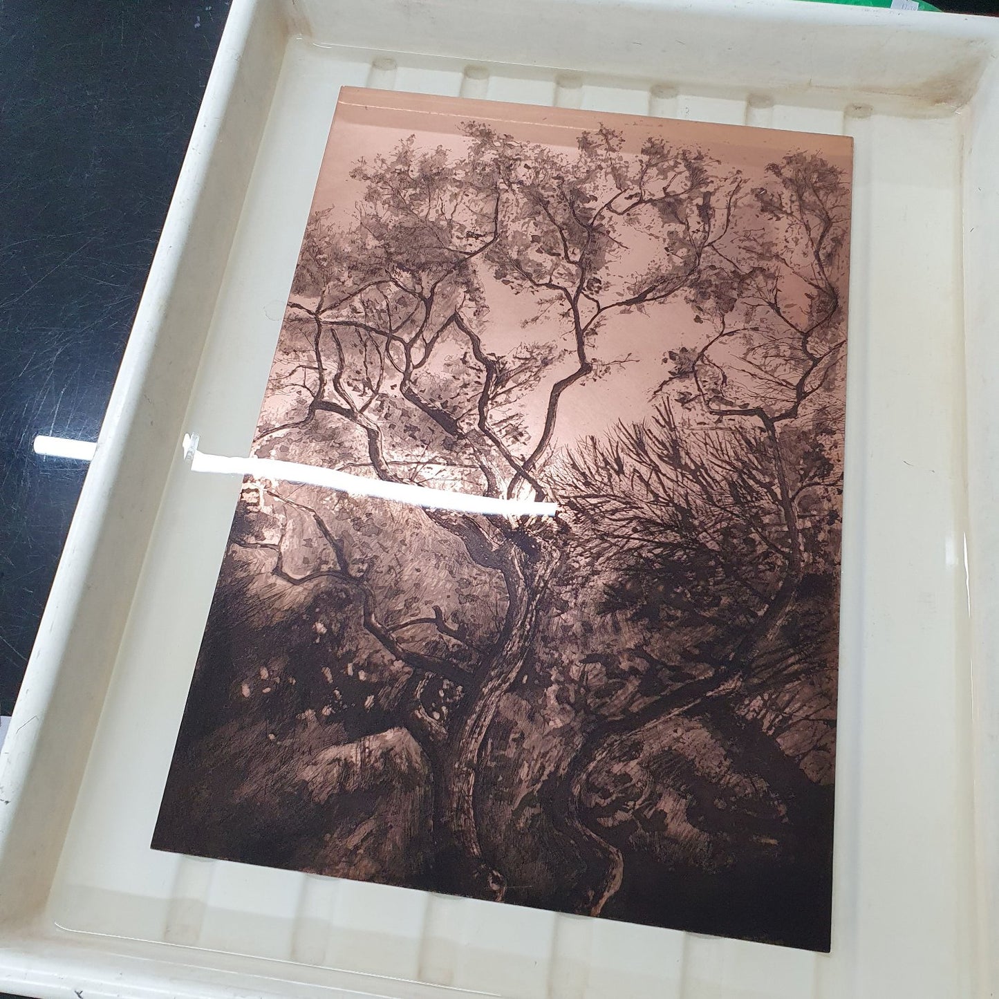 Westonbirt Oak intaglio etching original print with chine colle of trees and branches by Fiona Hamilton in black and white.
