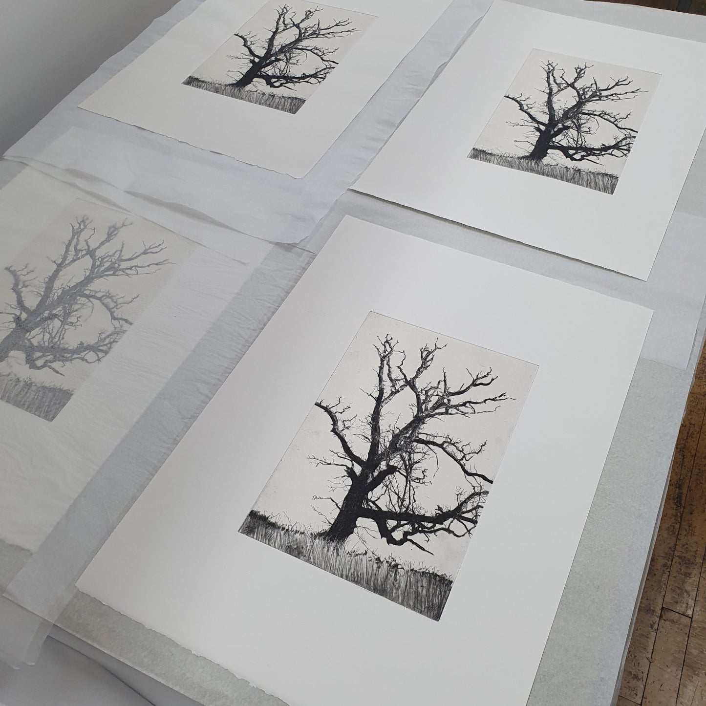 Winter Abscission drypoint etching original print with chine colle of trees and branches by Fiona Hamilton in black and white