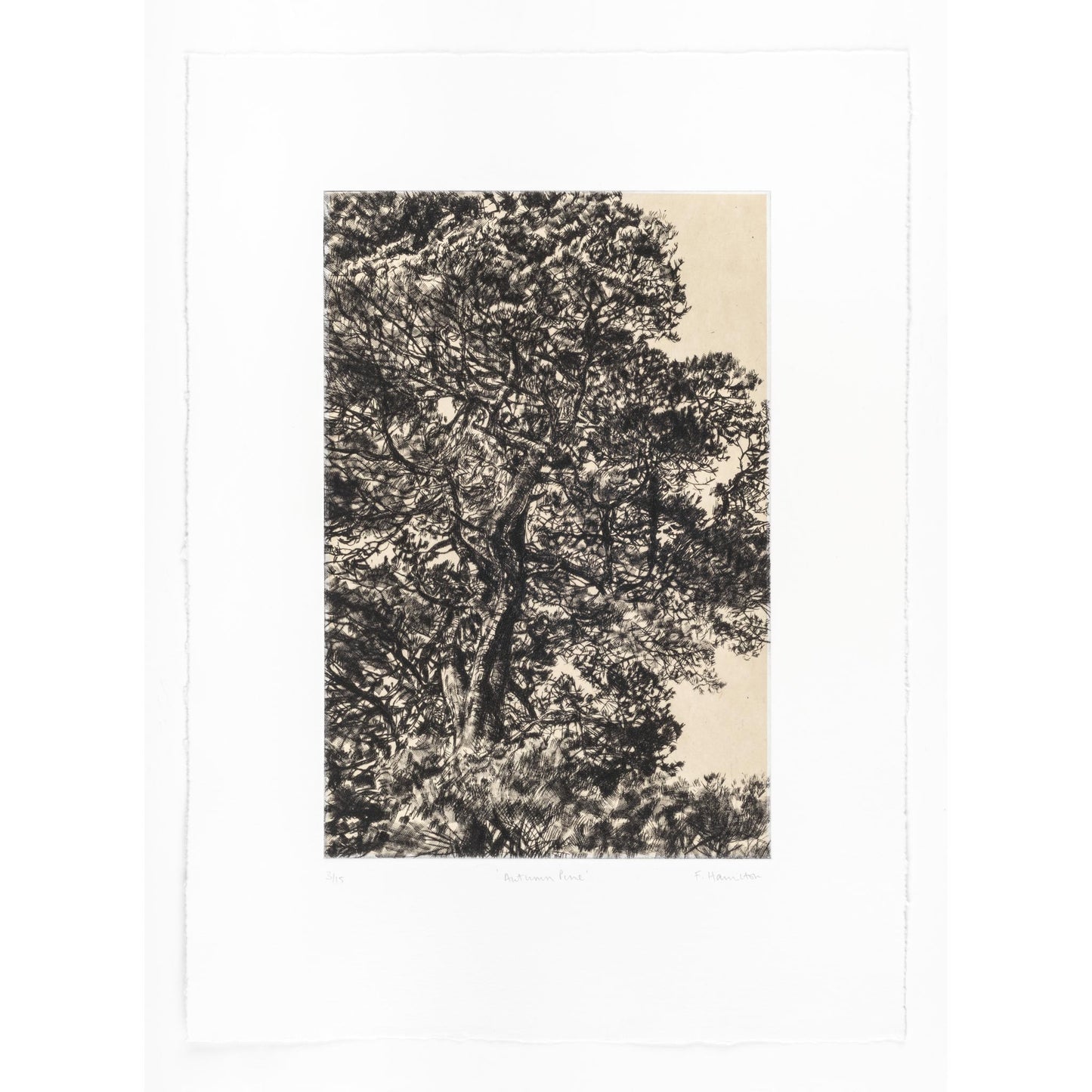 Autumn Pine drypoint and chine collé etching original print by Fiona Hamilton
