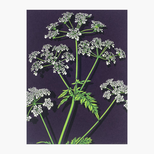 Cow Parsley original screen print by Hannah McVicar.