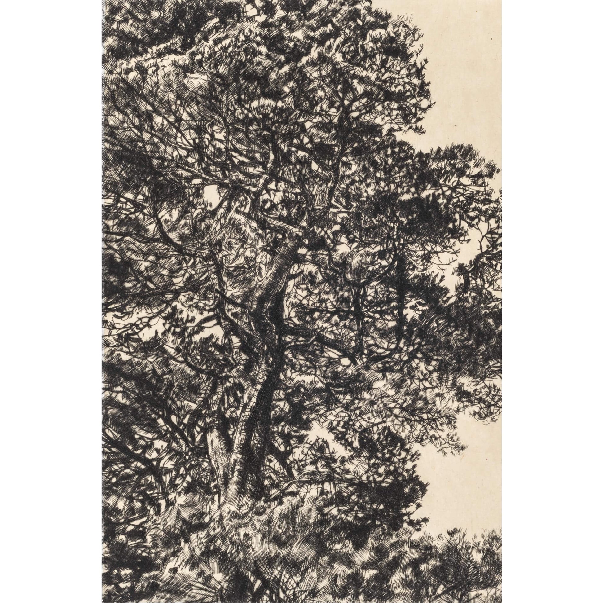 Autumn Pine drypoint and chine collé etching original print by Fiona Hamilton.