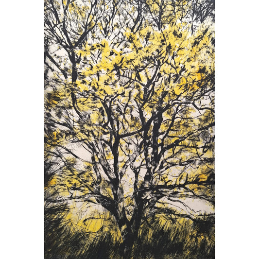 Golden Oak drypoint etching and lithographic print with chine colle by contemporary artist and printmaker, Fiona Hamilton. Depicting a late autumn, early winter oak tree with bright yellow golden leaves.