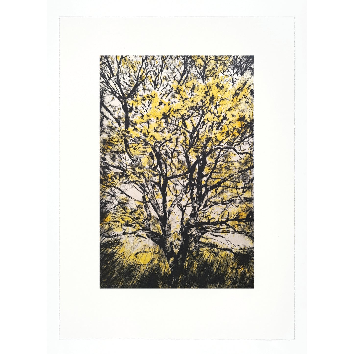Golden Oak drypoint etching and lithographic print with chine colle by contemporary artist and printmaker, Fiona Hamilton. Depicting a late autumn, early winter oak tree with bright yellow golden leaves.