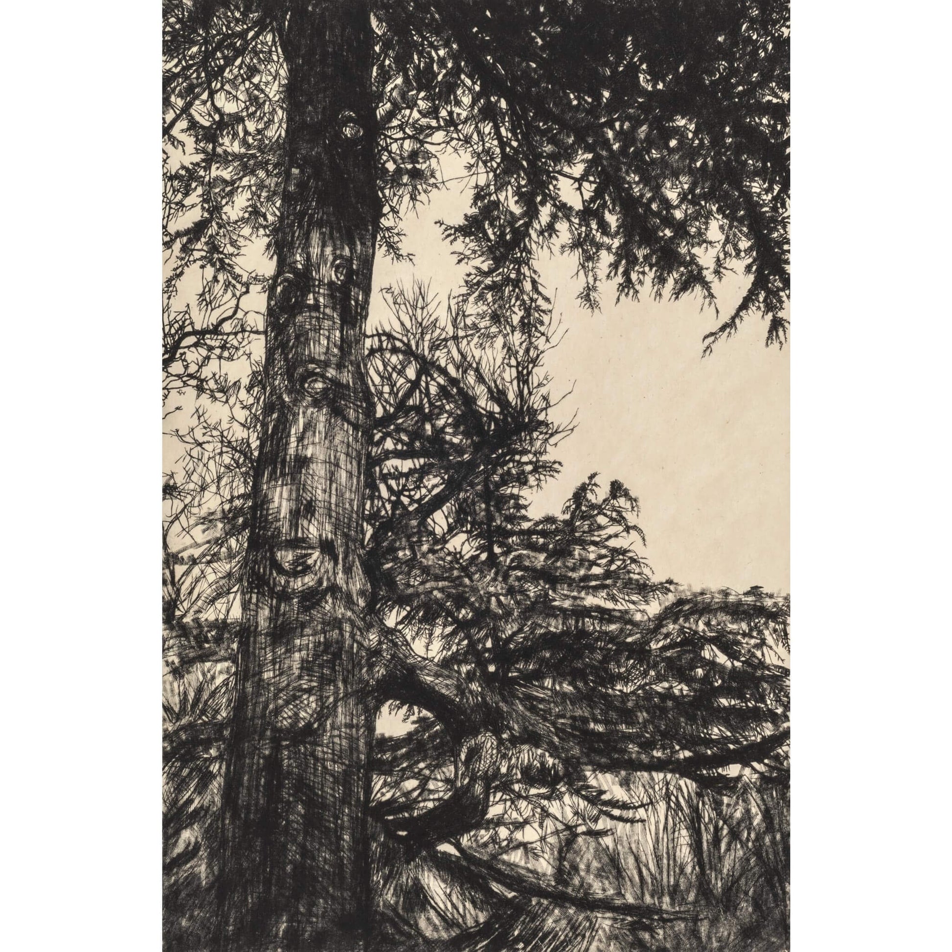 Greville Smyth Cedar drypoint etching with chine collé by Fiona Hamilton.