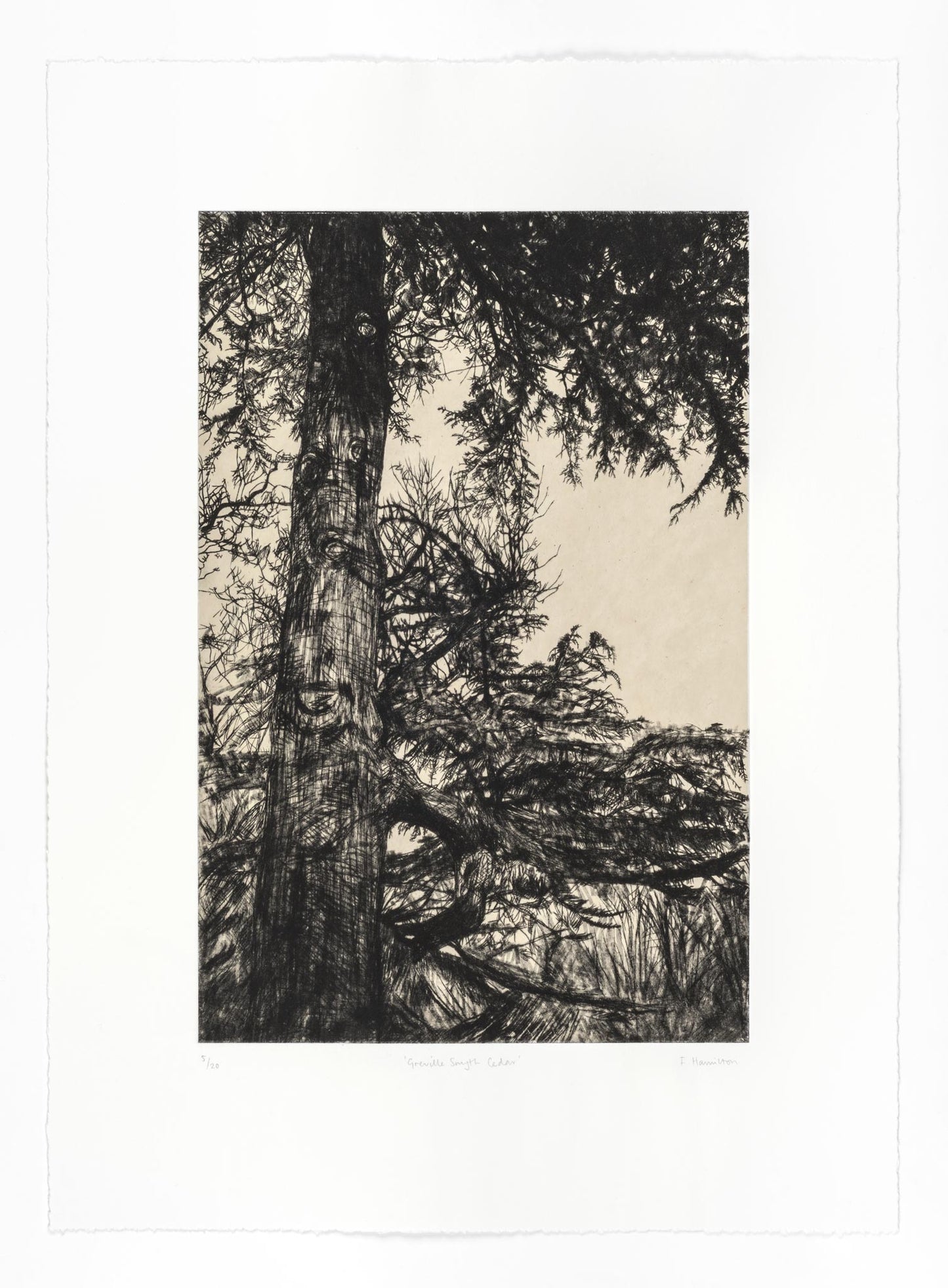 Greville Smyth Cedar drypoint etching with chine collé by Fiona Hamilton.