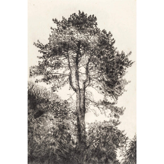 Greville Smyth Pine drypoint etching with chine collé by Fiona Hamilton.
