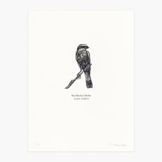 Red-backed Shrike wood engraving with letterpress print by Fiona Hamilton.