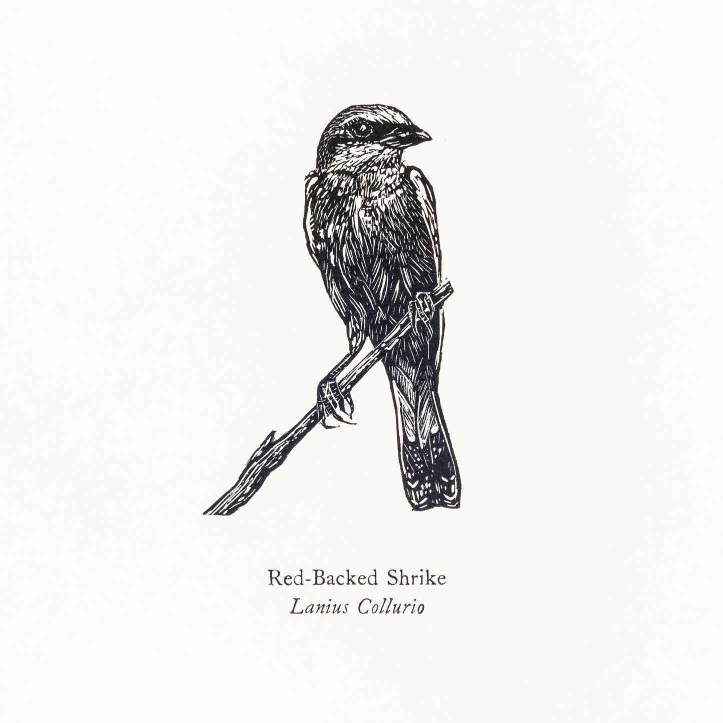 Detail of Red-backed Shrike wood engraving with letterpress print by Fiona Hamilton.