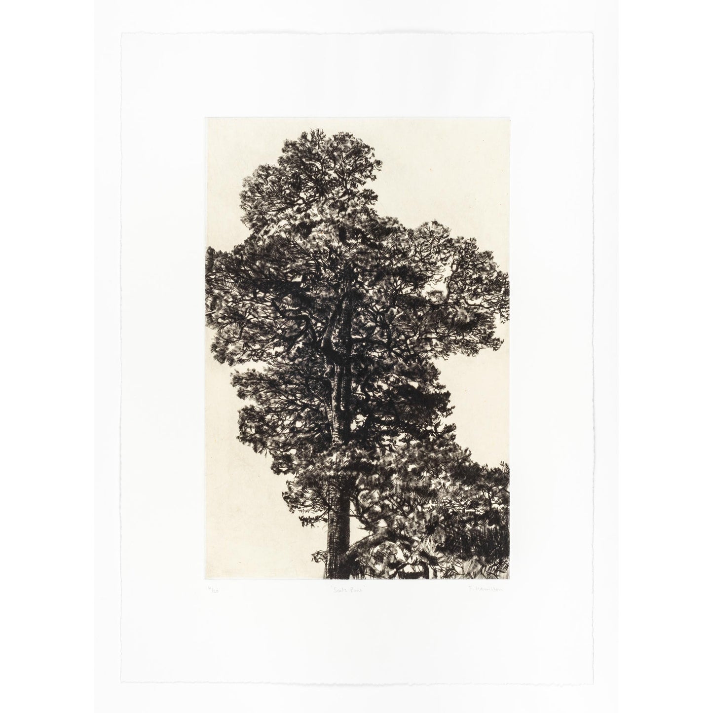 Scots Pine Print