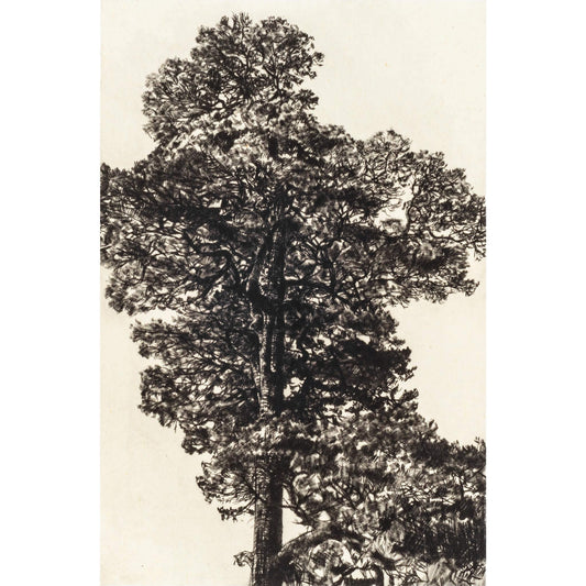 Scots Pine original limited edition drypoint intaglio etching with chine collé art print by printmaker Fiona Hamilton.