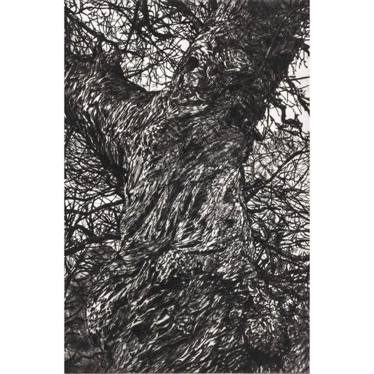 Winter Chestnut original limited edition drypoint intaglio etching art print of a sweet chestnut in Ashton Court by printmaker Fiona Hamilton.