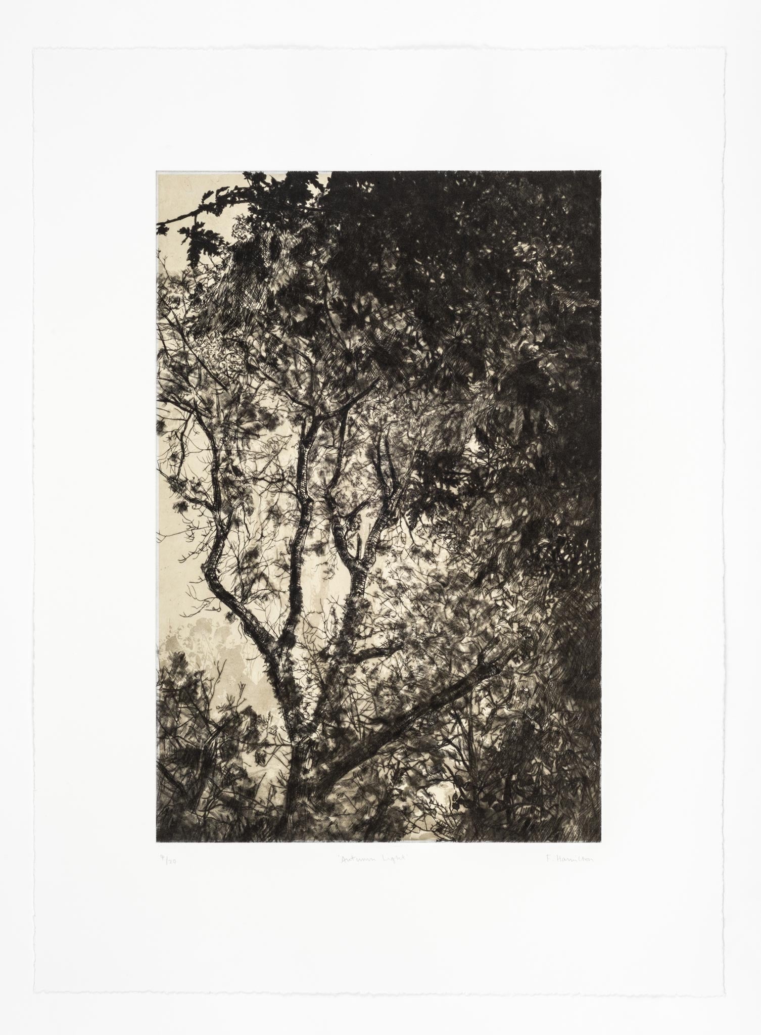 Autumn Light drypoint and litho printed chine collé etching original print by Fiona Hamilton.