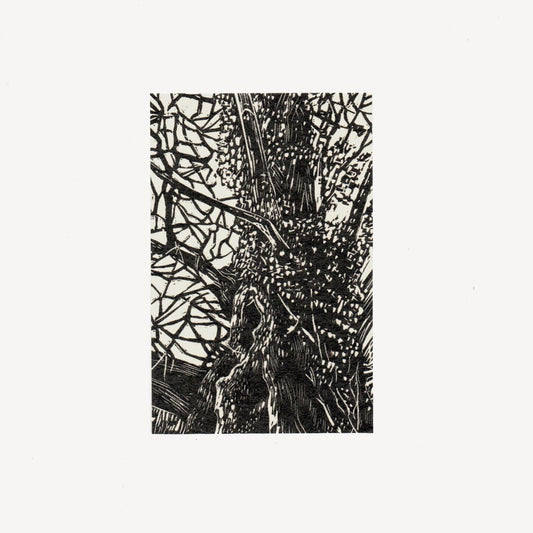 Chestnut & Ivy Wood Engraving Art Print