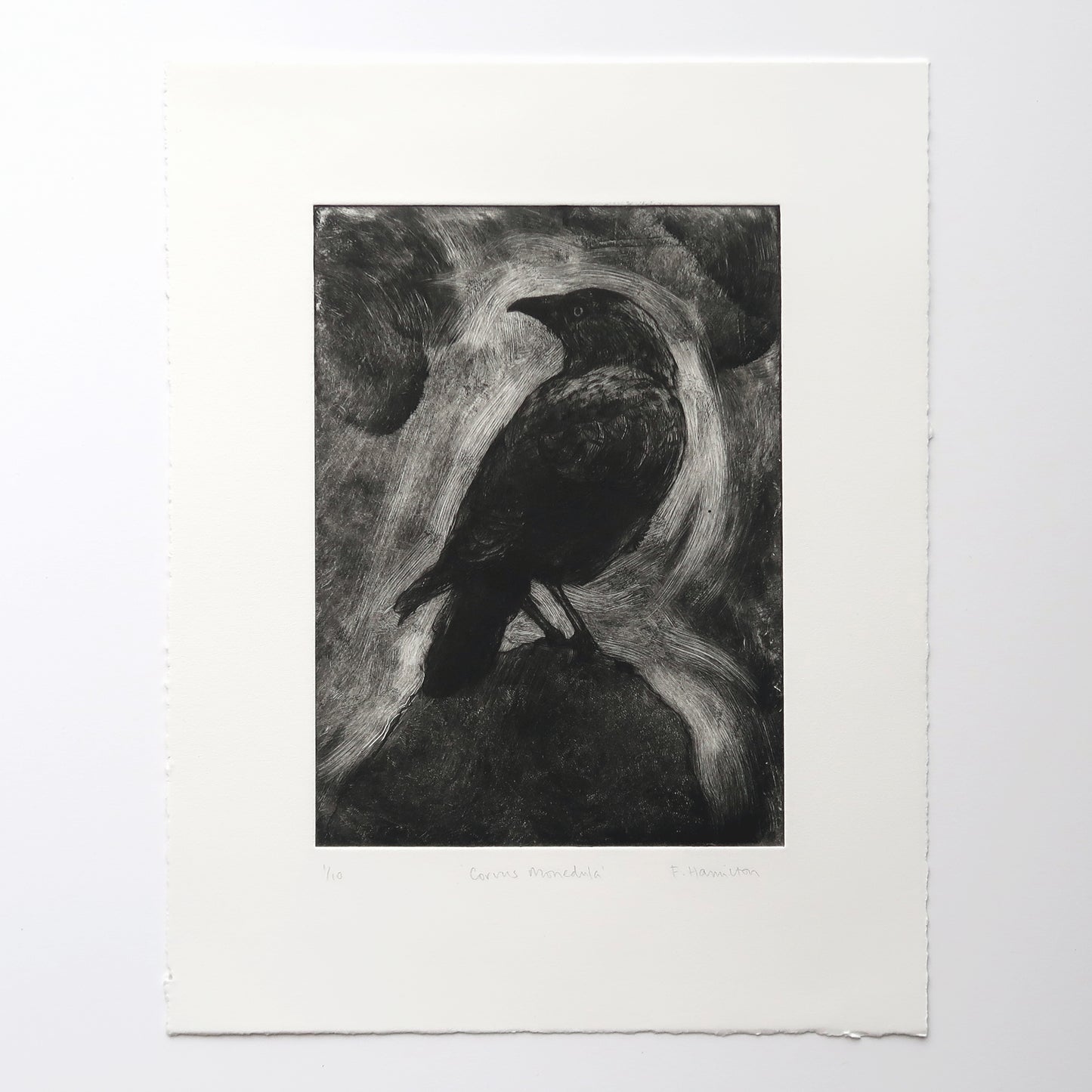 Corvus Monedula 1 Print