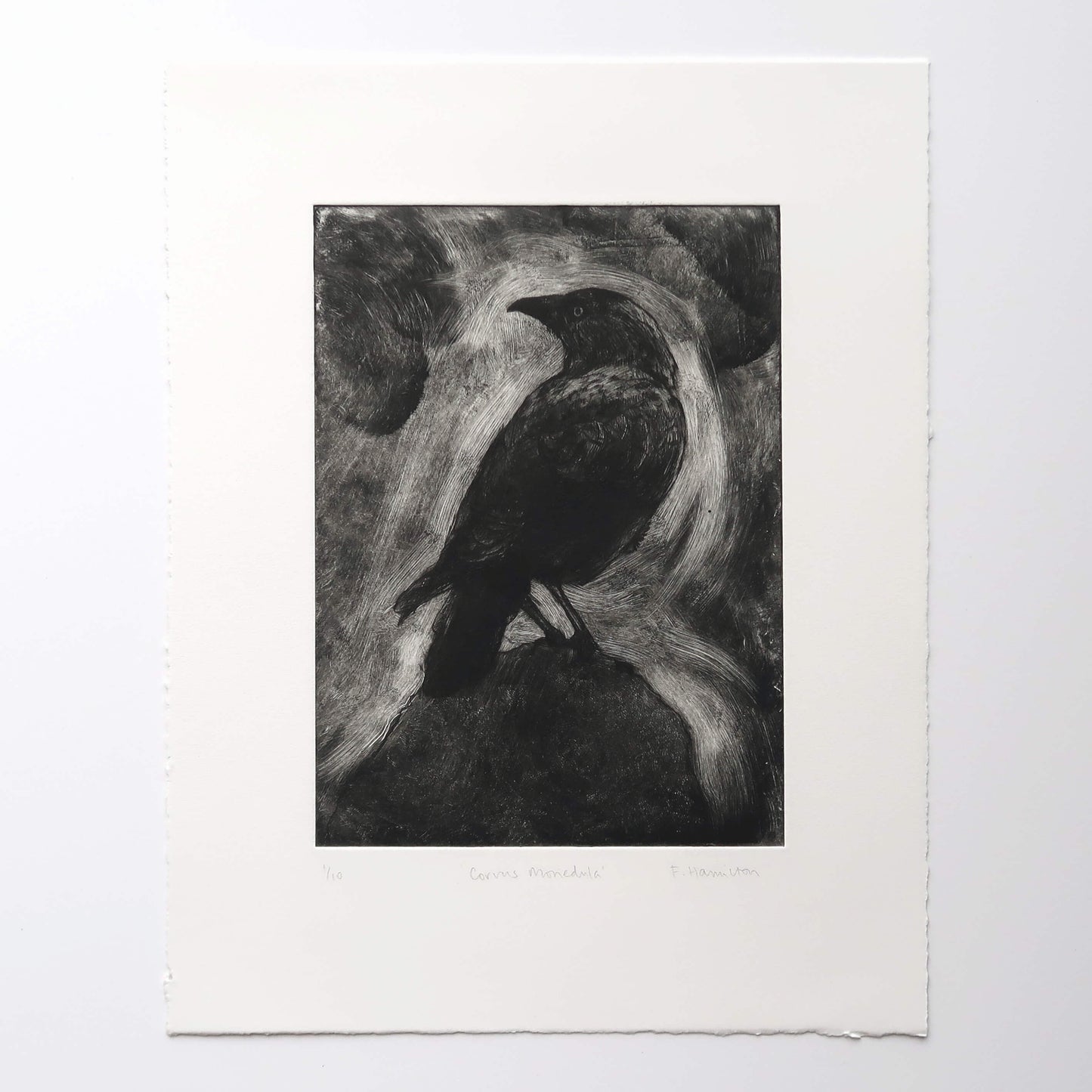 Jackdaw drypoint etching with monoprint wiping by Fiona Hamilton in black and white