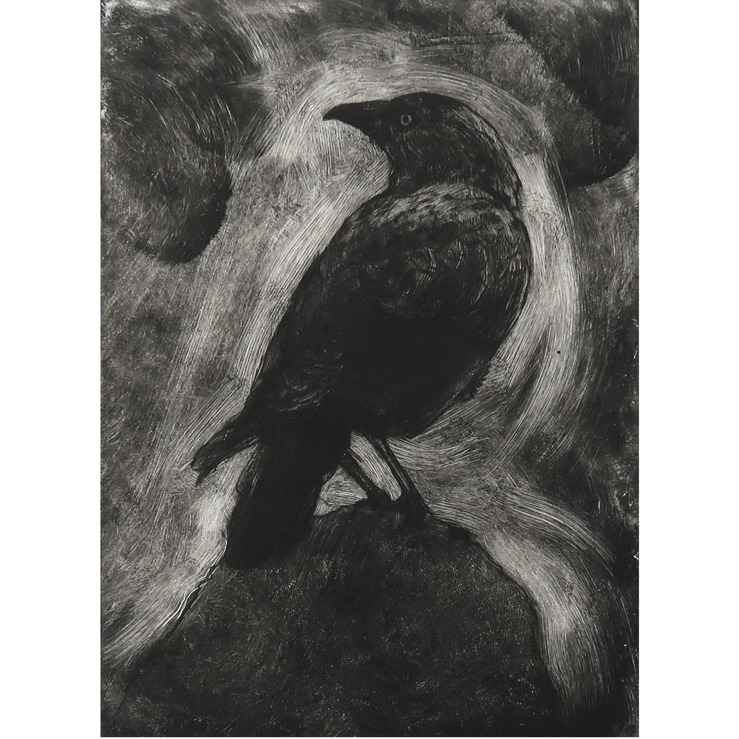 Corvus Monedula 1 Print