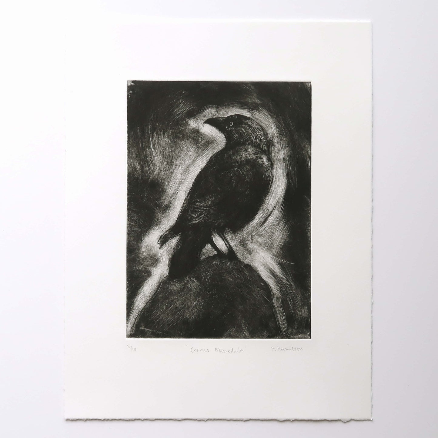 Jackdaw drypoint etching with monoprint wiping by Fiona Hamilton in black and white