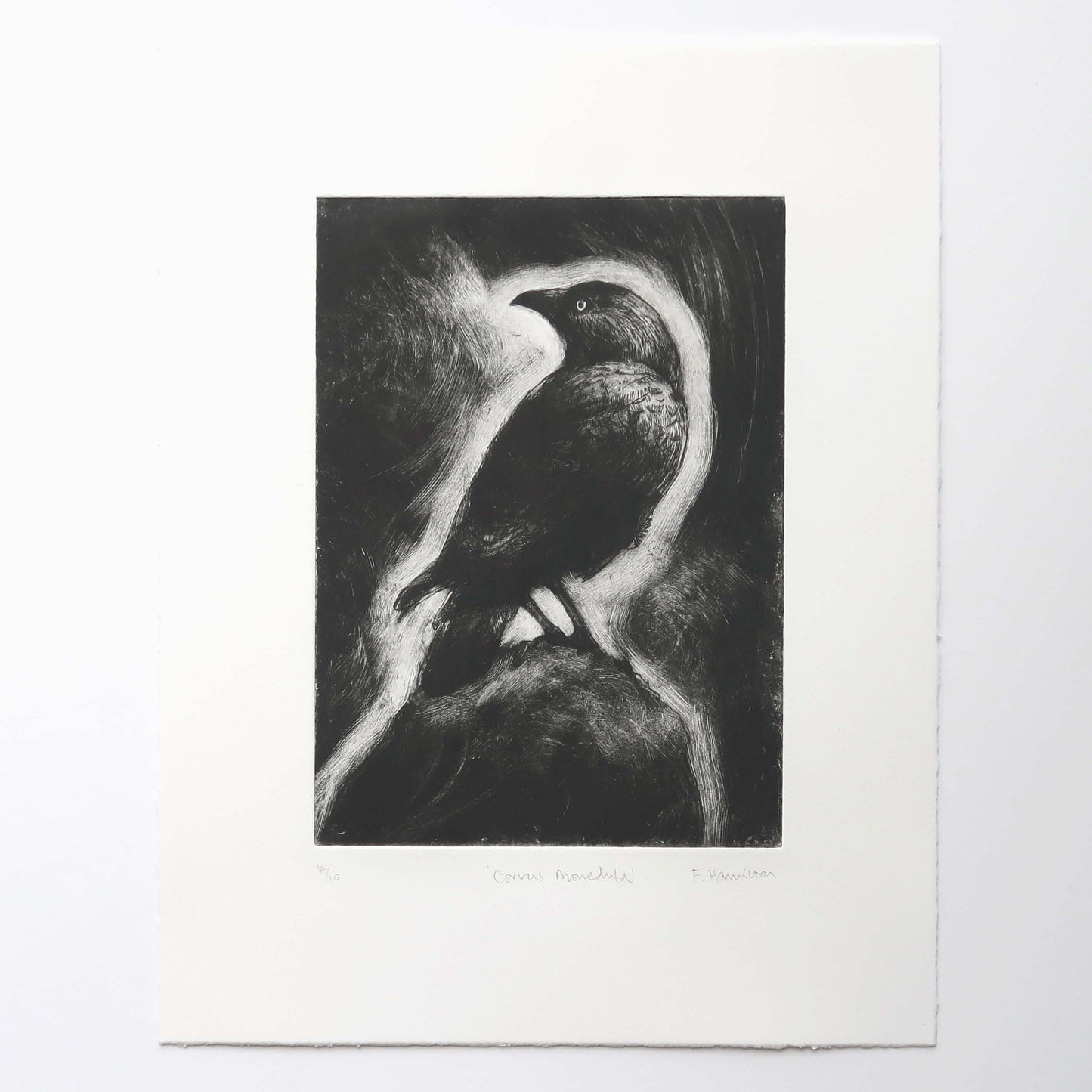 Jackdaw drypoint etching with monoprint wiping by Fiona Hamilton in black and white