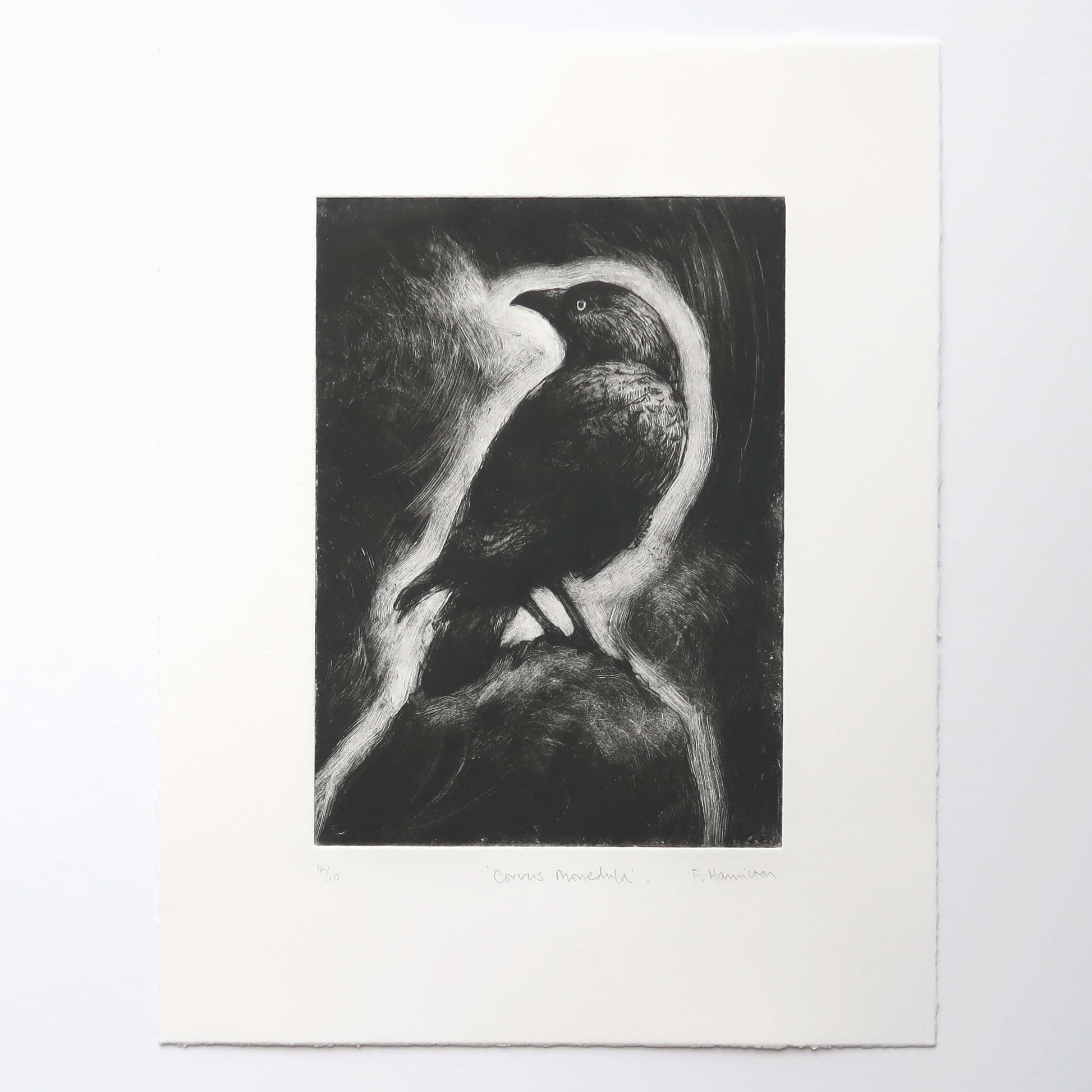 Jackdaw drypoint etching with monoprint wiping by Fiona Hamilton in black and white