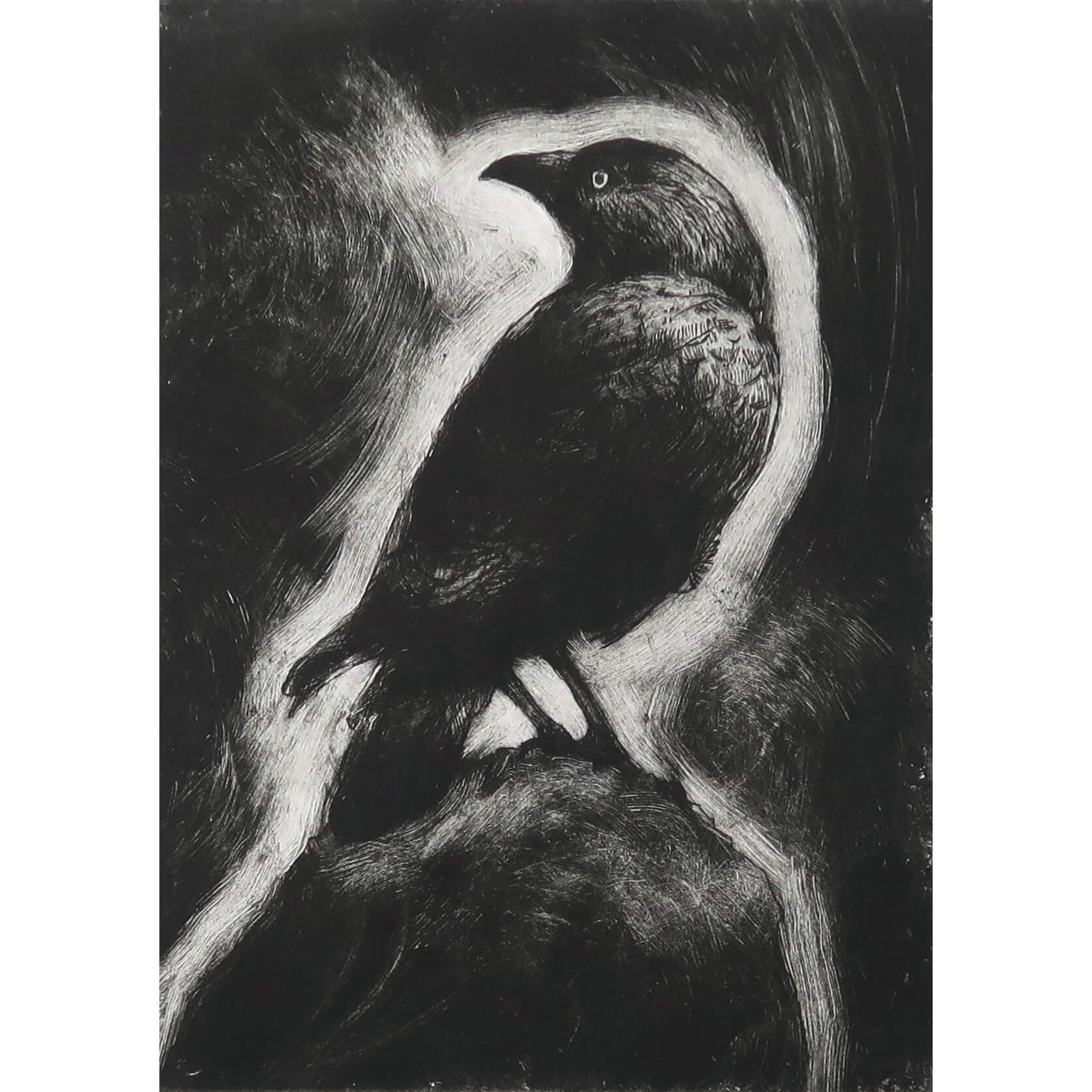 Jackdaw drypoint etching with monoprint wiping by Fiona Hamilton in black and white