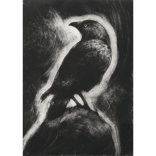 Jackdaw drypoint etching with monoprint wiping by Fiona Hamilton in black and white