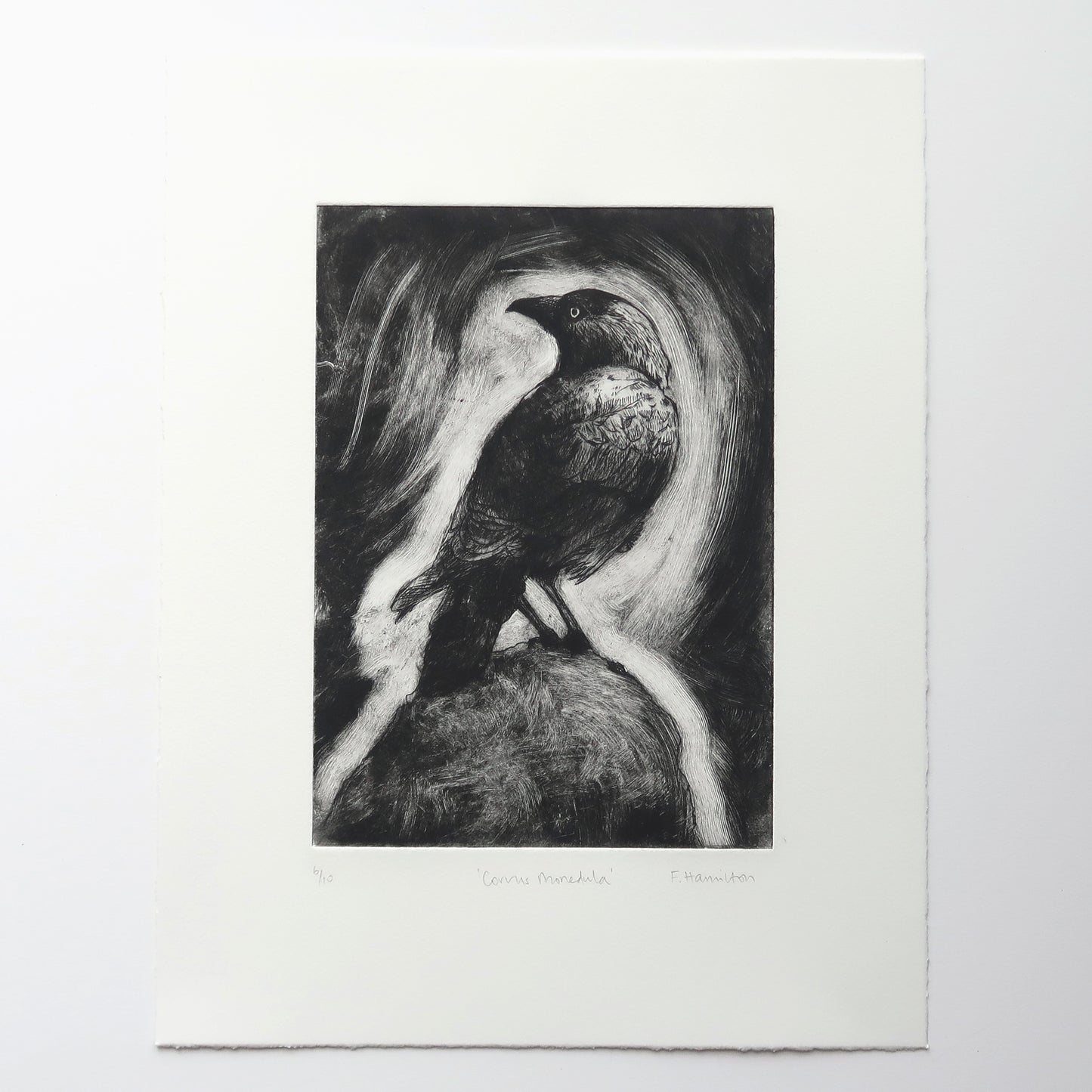 Corvus Monedula 6 Print