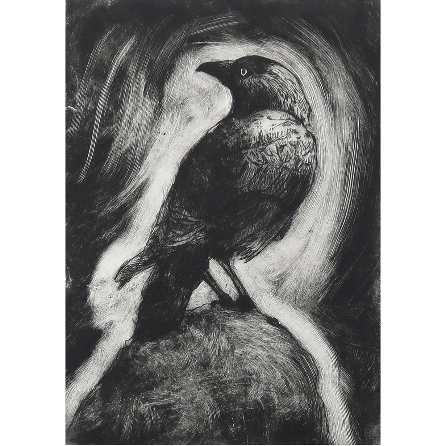 Corvus Monedula 6 Print