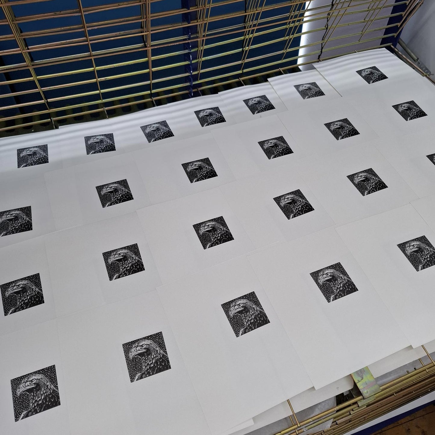 Golden eagle head wood engraving in black and white by contemporary printmaker and artist, Fiona Hamilton on the drying rack in the print studio.