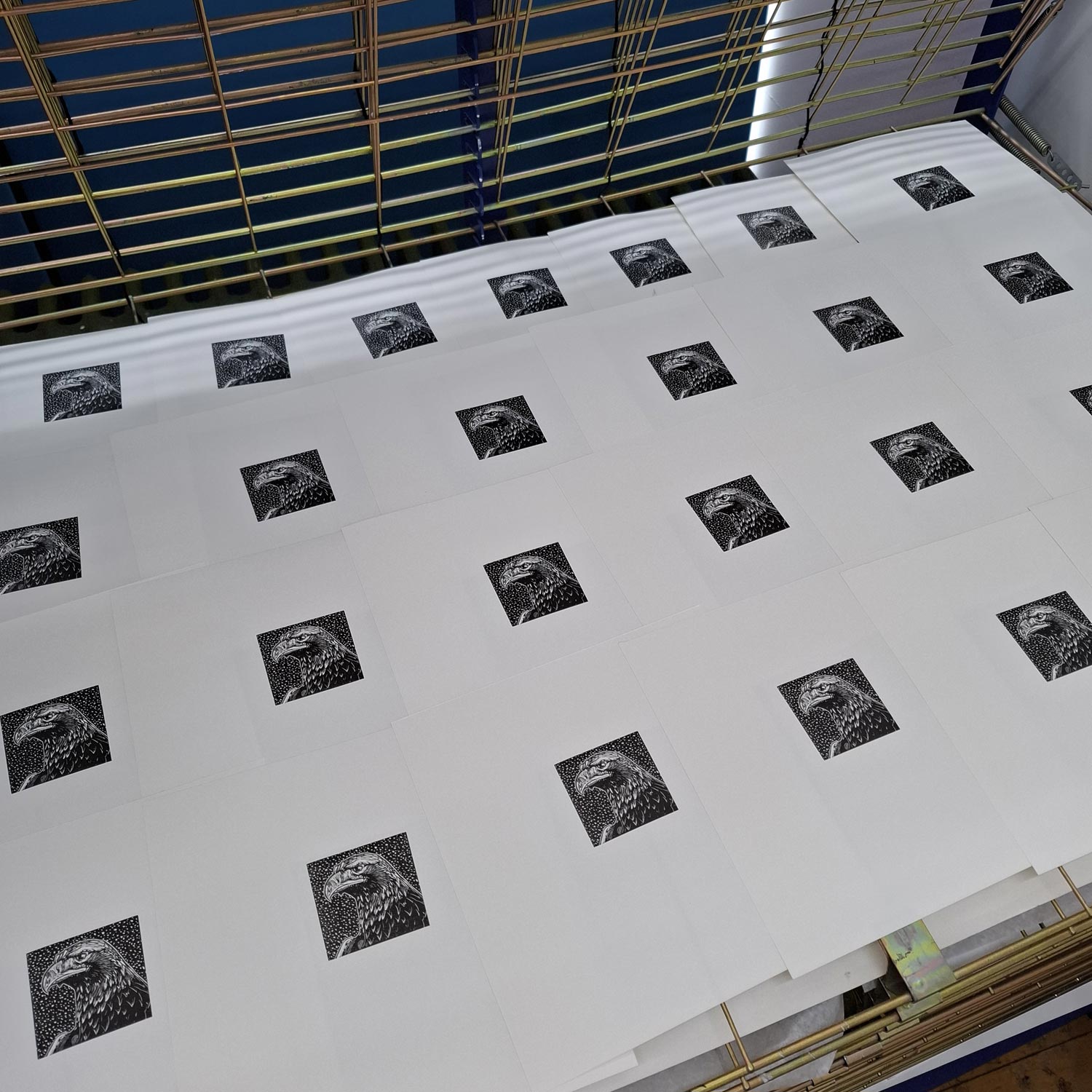 Golden eagle head wood engraving in black and white by contemporary printmaker and artist, Fiona Hamilton on the drying rack in the print studio.