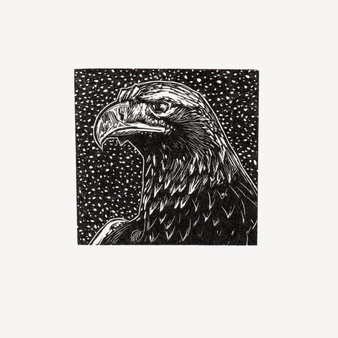 Golden eagle head wood engraving in black and white by contemporary printmaker and artist, Fiona Hamilton.
