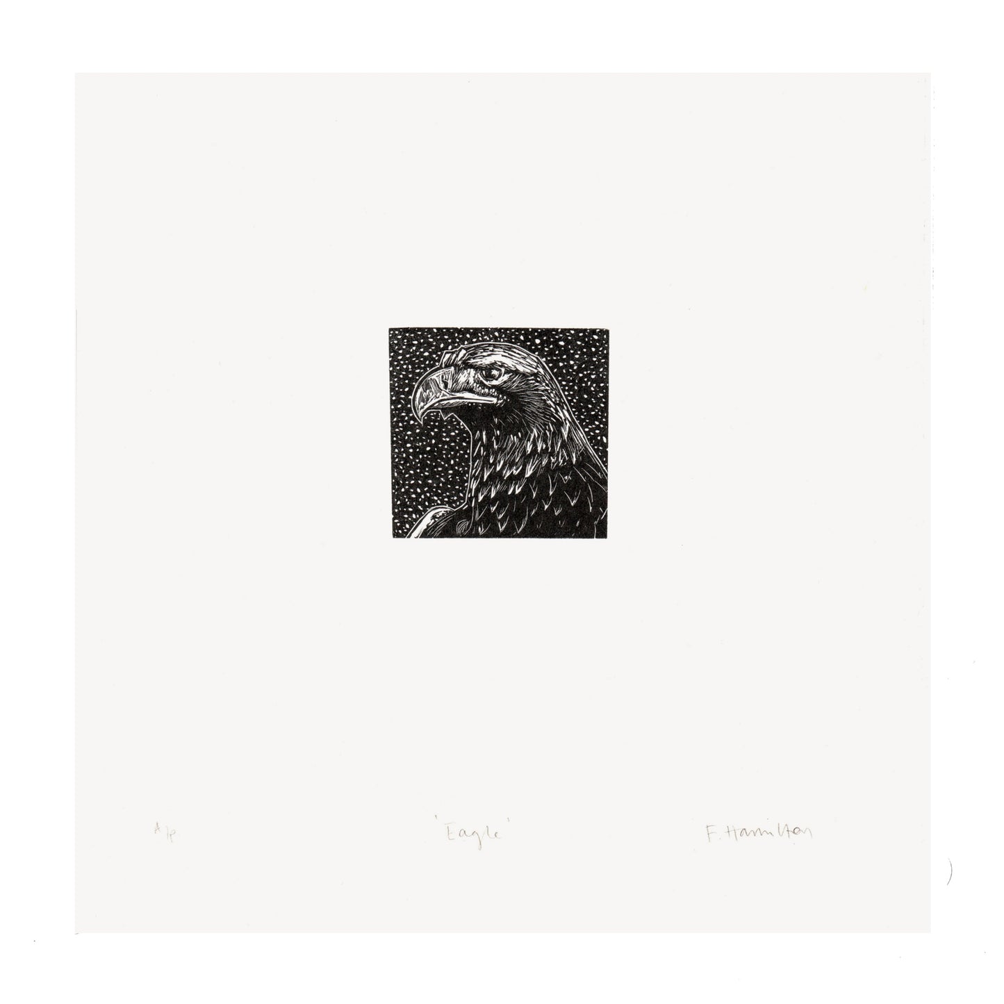 Golden eagle head wood engraving in black and white by contemporary printmaker and artist, Fiona Hamilton.