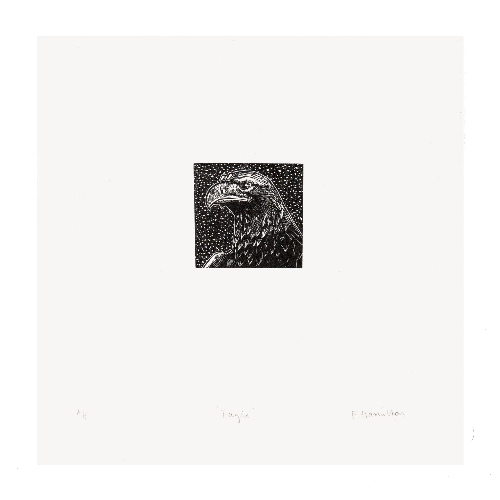 Golden eagle head wood engraving in black and white by contemporary printmaker and artist, Fiona Hamilton.