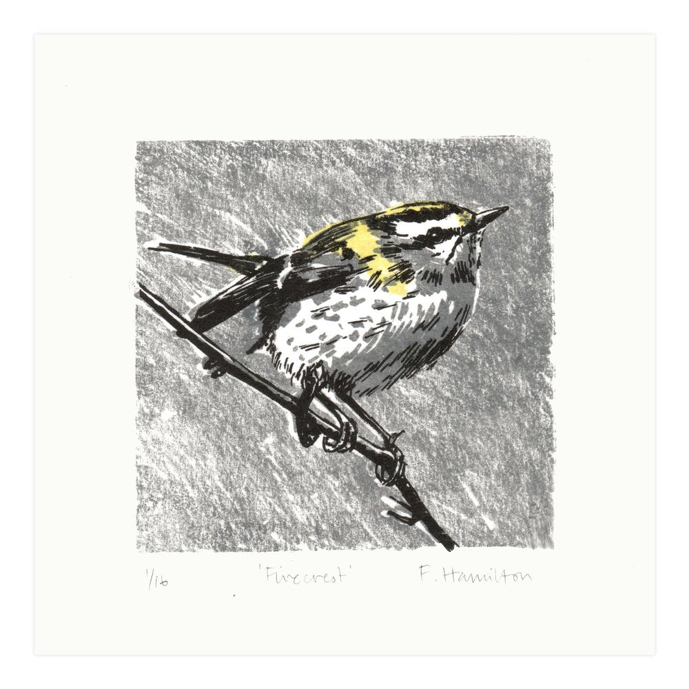 Firecrest bird on branch lithographic original art print for wall.
