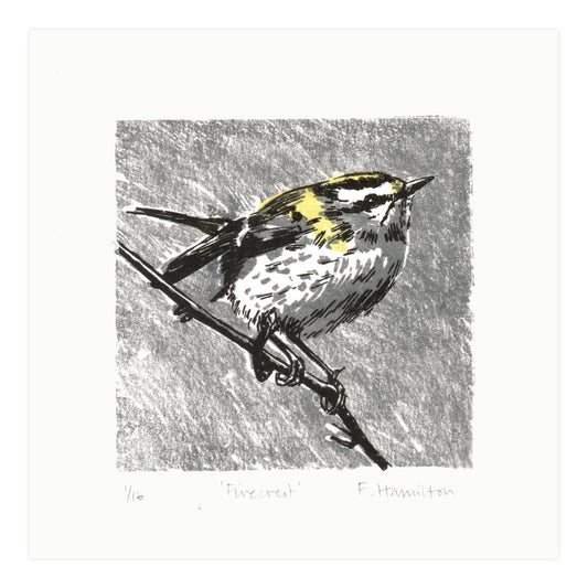 Firecrest bird on branch lithographic original art print for wall.