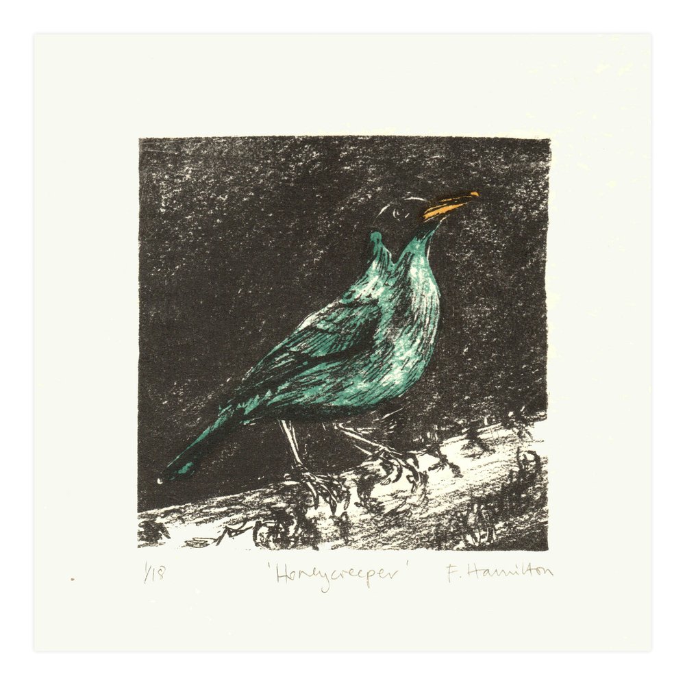 Green Honeycreeper lithographic original art bird print by Fiona Hamilton.