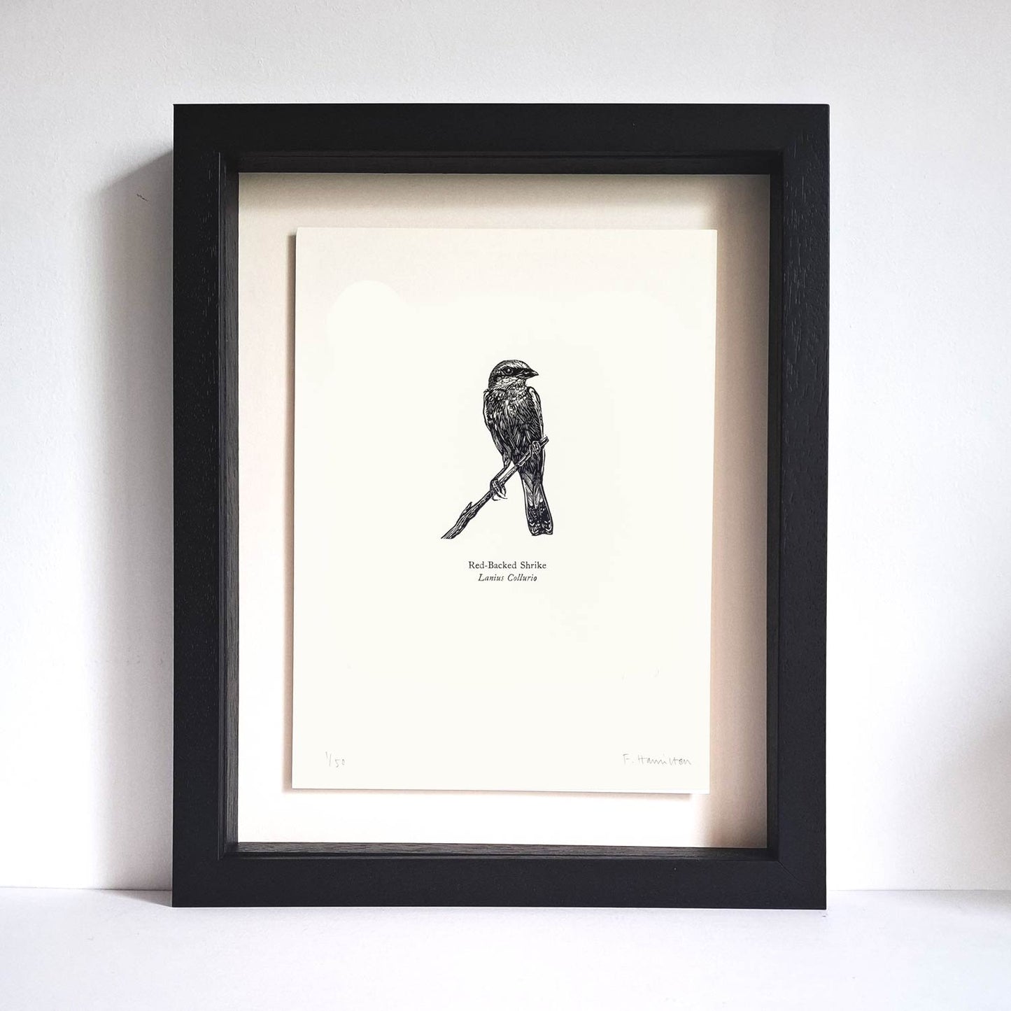 Red-backed Shrike wood engraving with letterpress print by Fiona Hamilton in black frame.