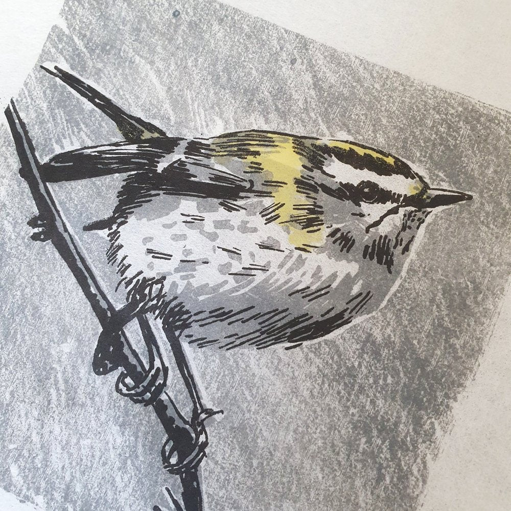 Firecrest bird on branch lithographic original art print for wall by Fiona Hamilton