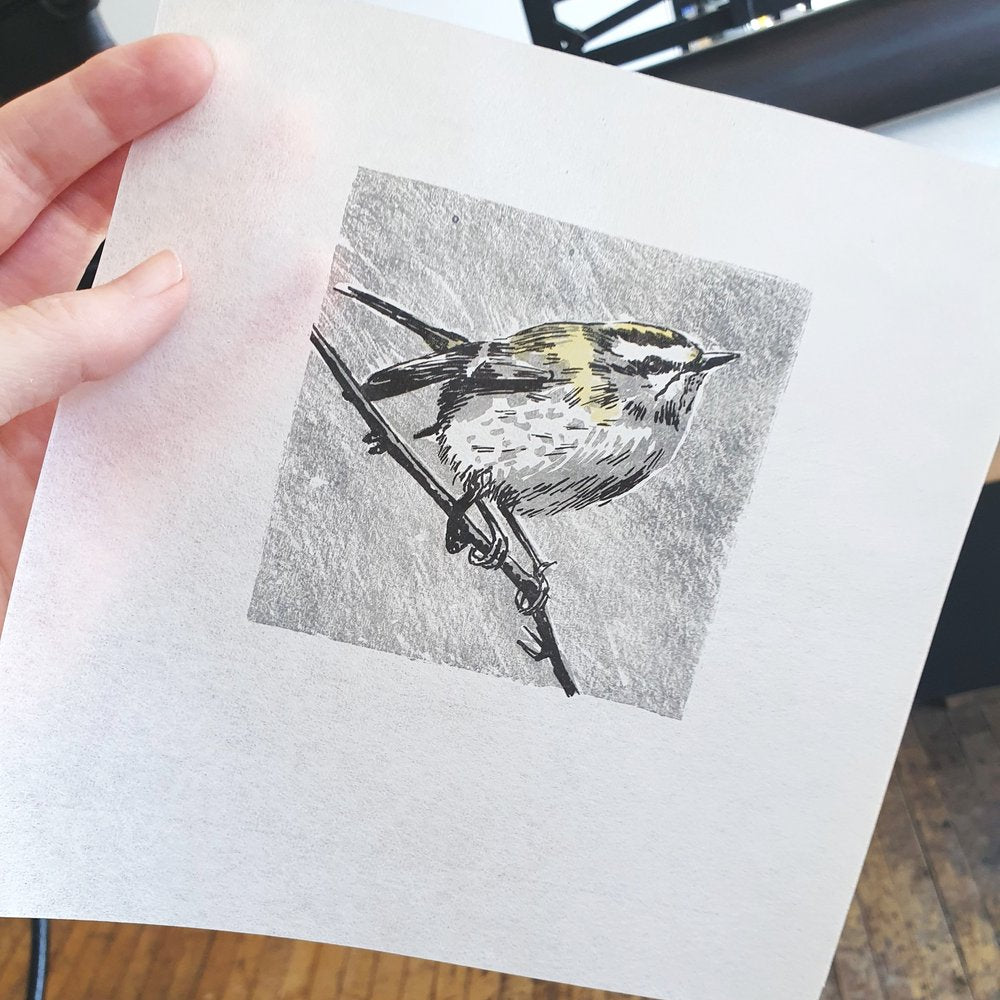 Firecrest bird on branch lithographic original art print for wall by Fiona Hamilton