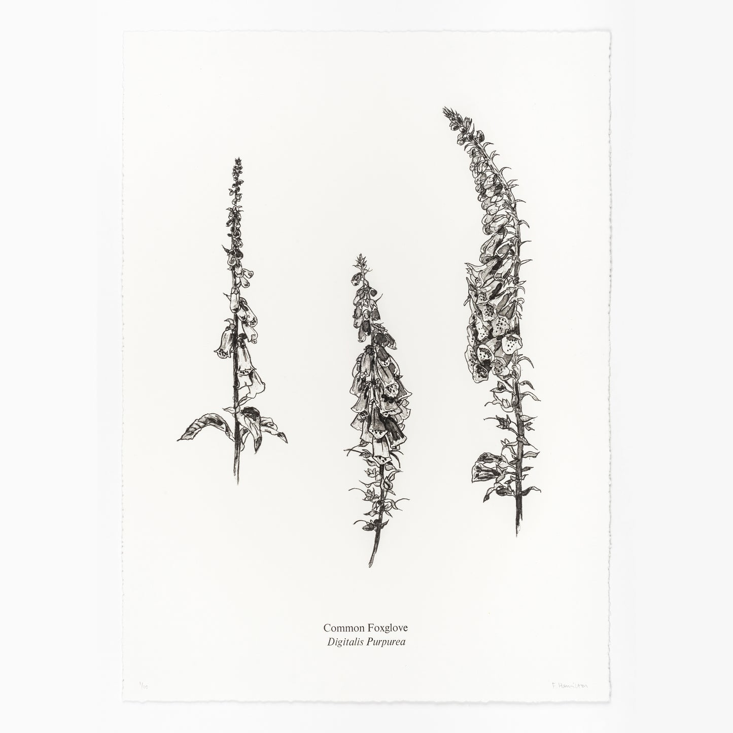Foxgloves Print