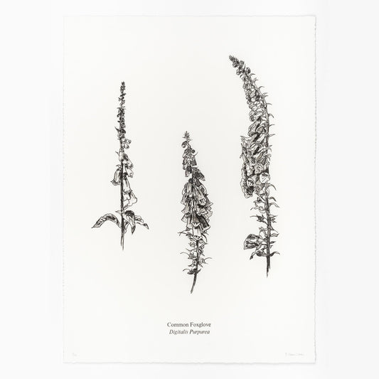 Foxgloves stone lithography and letterpress print by Fiona Hamilton.