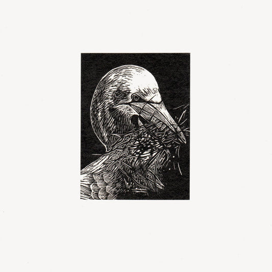 Gannet Wood Engraving Art Print