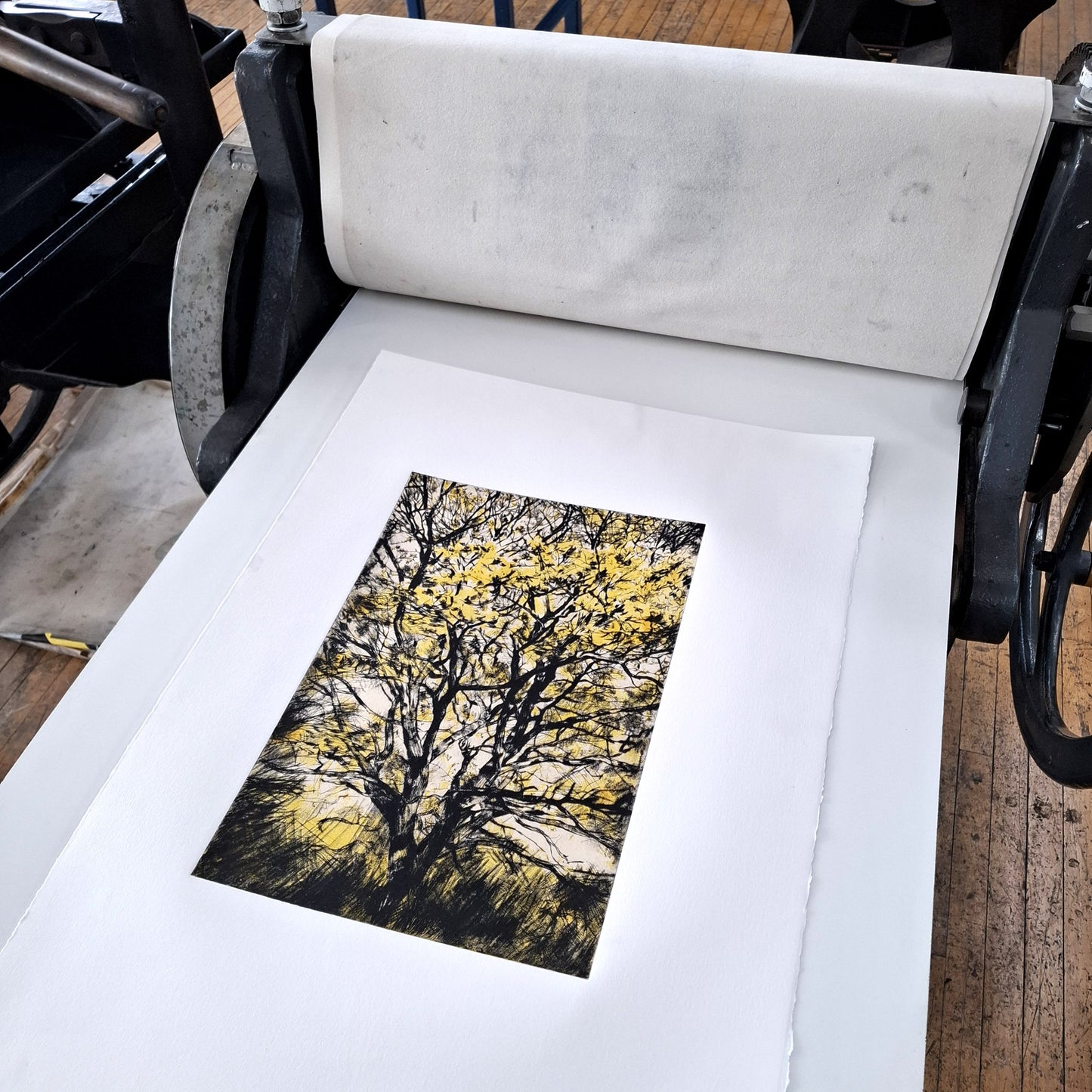 Golden Oak drypoint etching and lithographic print with chine colle by contemporary artist and printmaker, Fiona Hamilton. Depicting a late autumn, early winter oak tree with bright yellow golden leaves. Shown on etching press.