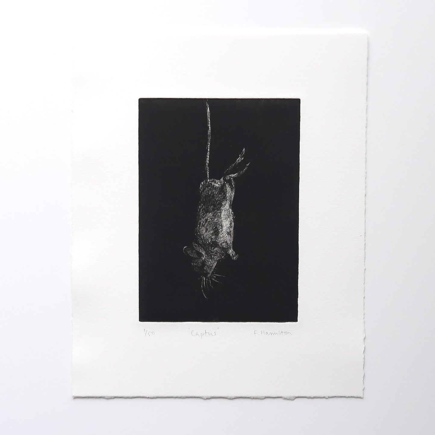 Captus etching intaglio original art print of a mouse by Fiona Hamilton.