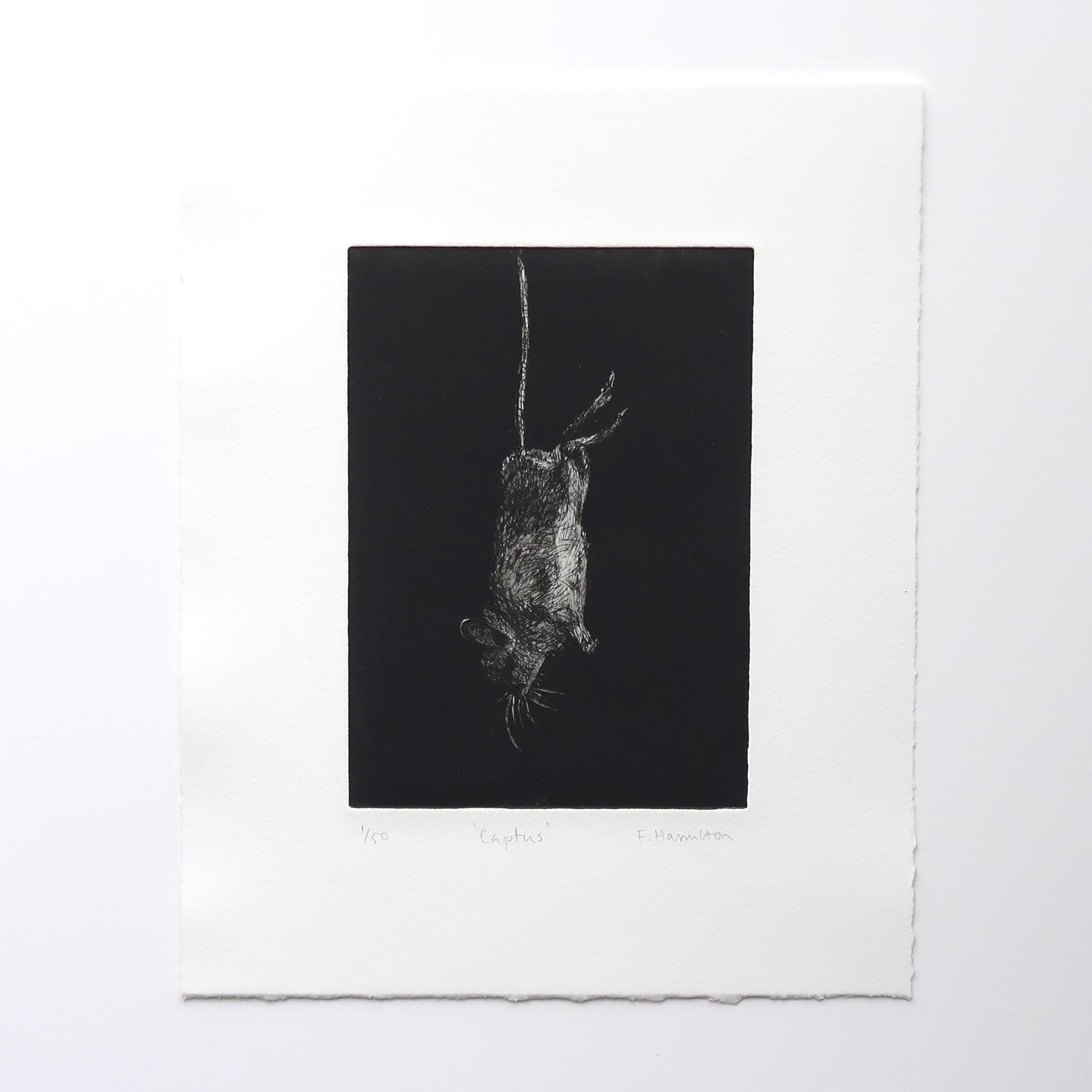 Captus etching intaglio original art print of a mouse by Fiona Hamilton.