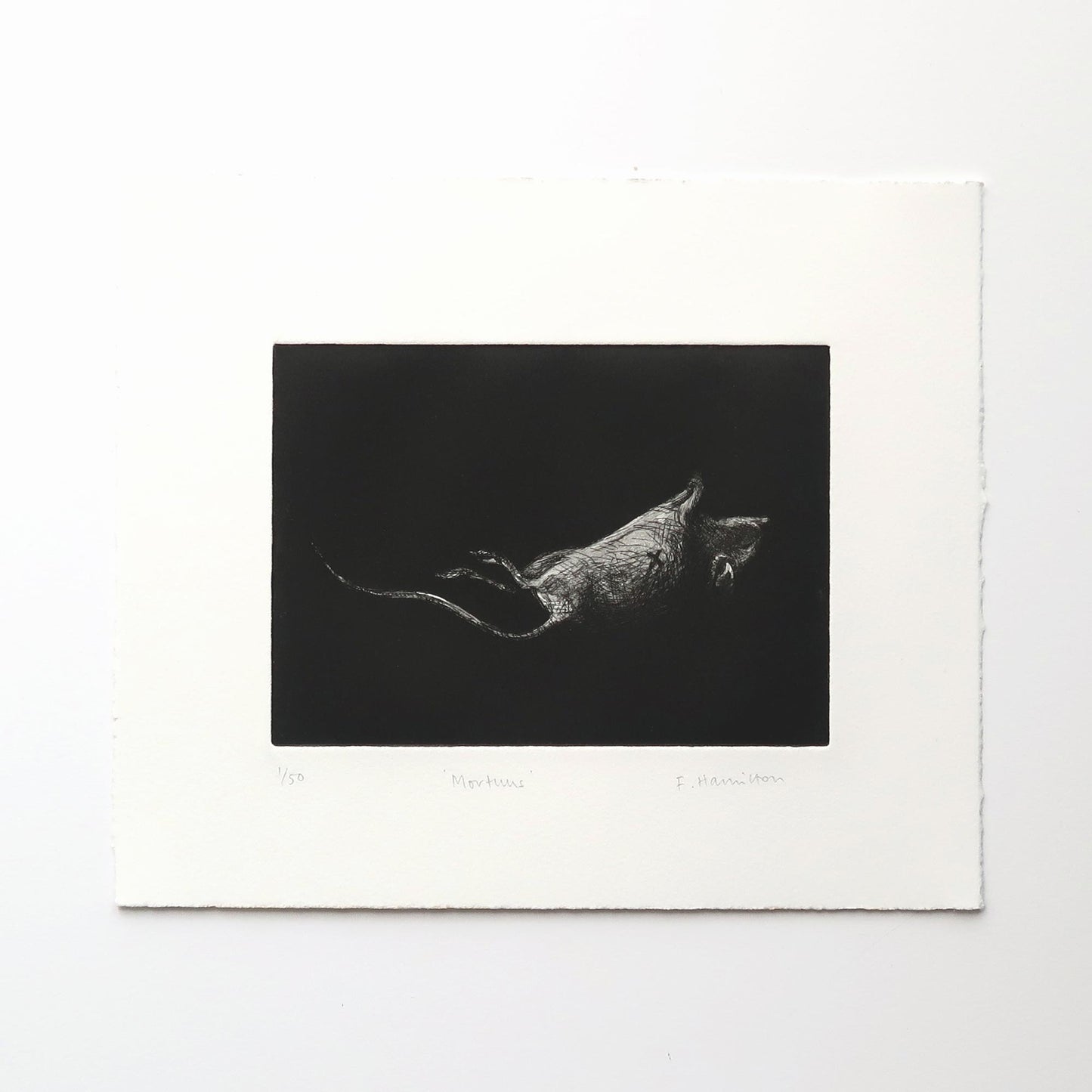 Mortuus etching of a mouse by Fiona Hamilton.