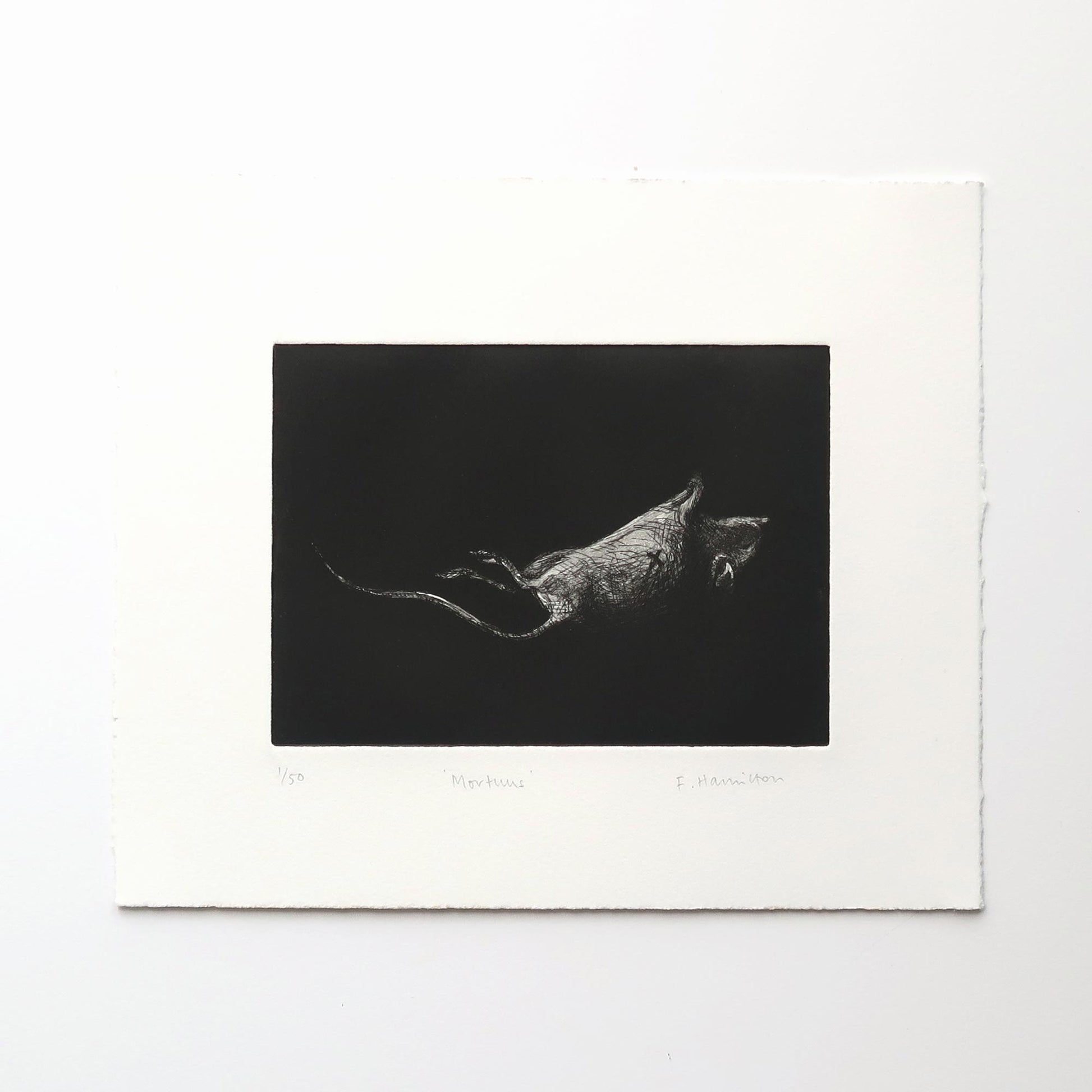 Mortuus etching of a mouse by Fiona Hamilton.
